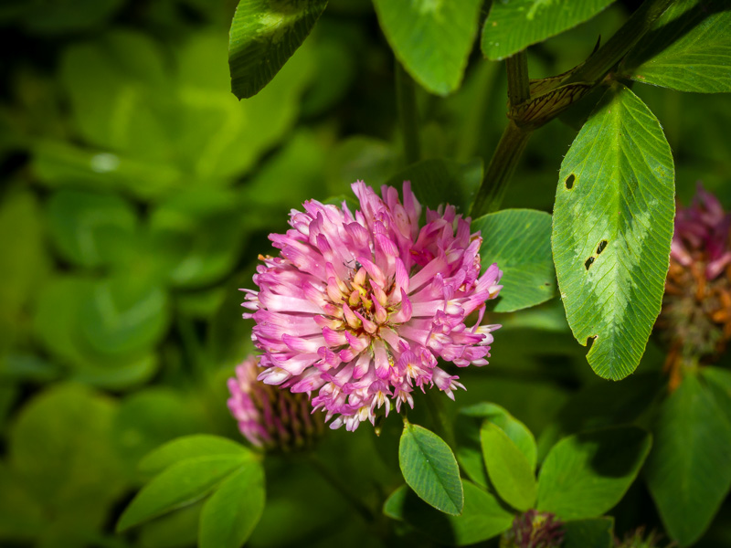 Clover flower