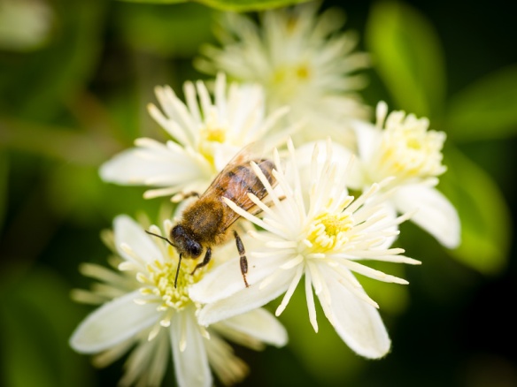 Bee on Honeysuckle