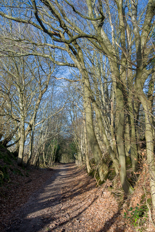Woodland Path