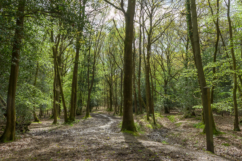 Woodland near Jumper's Town