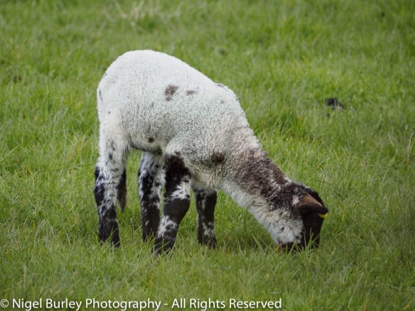 Spring Lamb